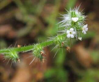 Image of Tejon cryptantha