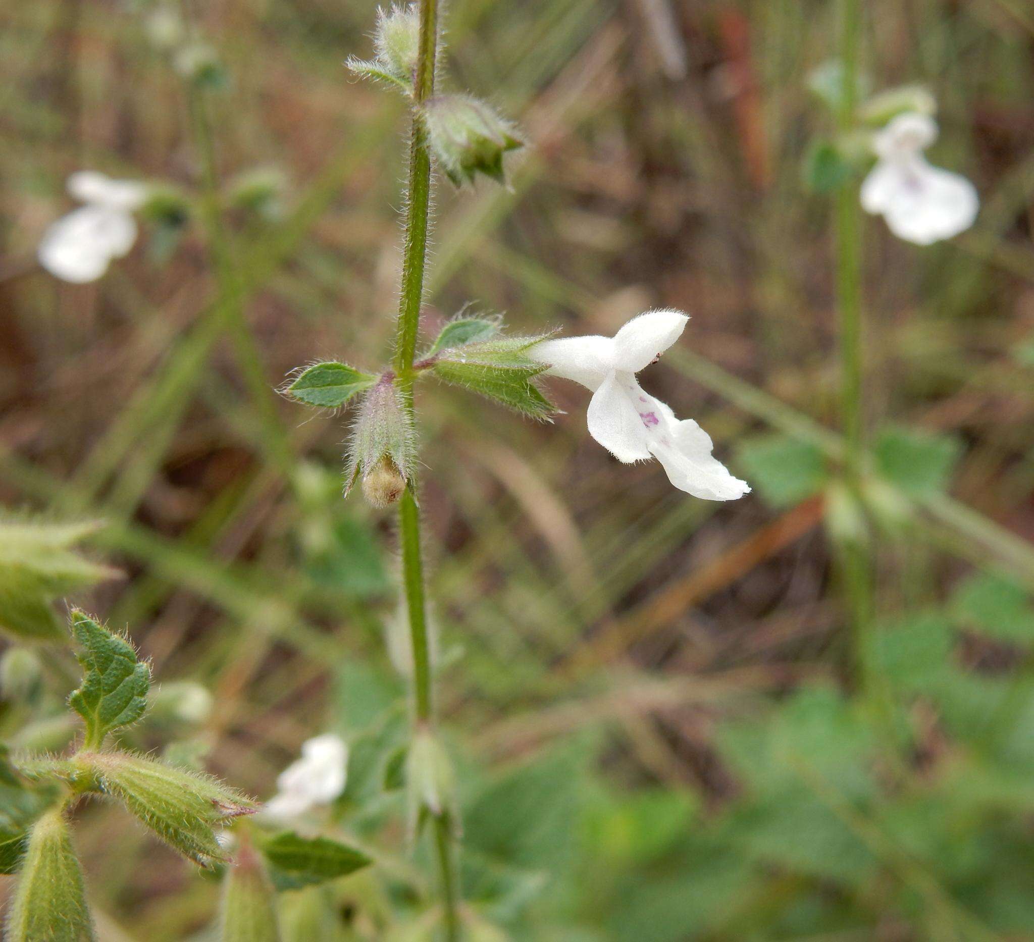 Imagem de Stachys natalensis Hochst.