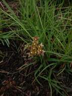 Sivun Asclepias multicaulis (E. Mey.) Schltr. kuva