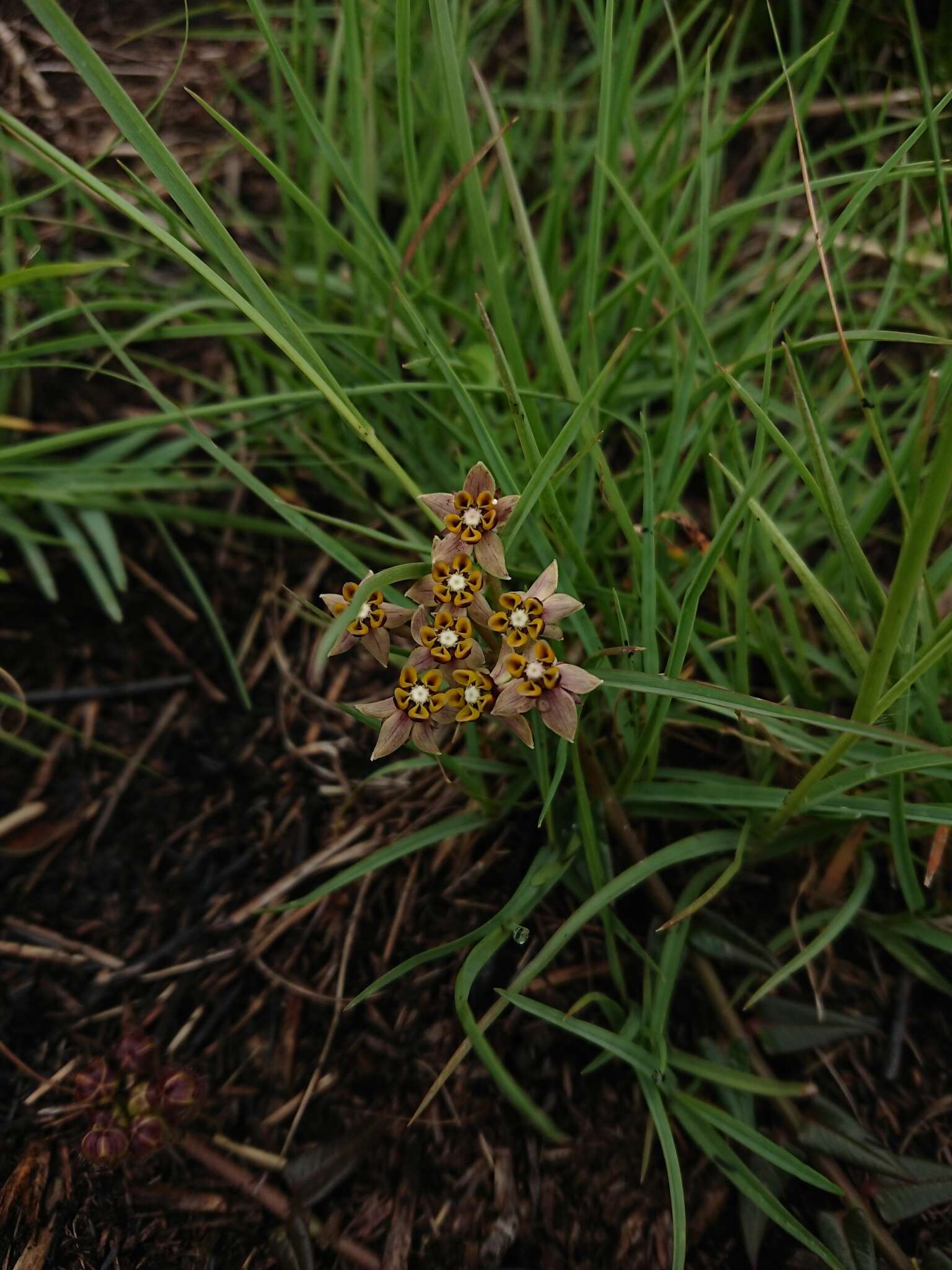 Sivun Asclepias multicaulis (E. Mey.) Schltr. kuva