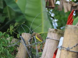 Machetornis rixosa flavigularis Todd 1912的圖片