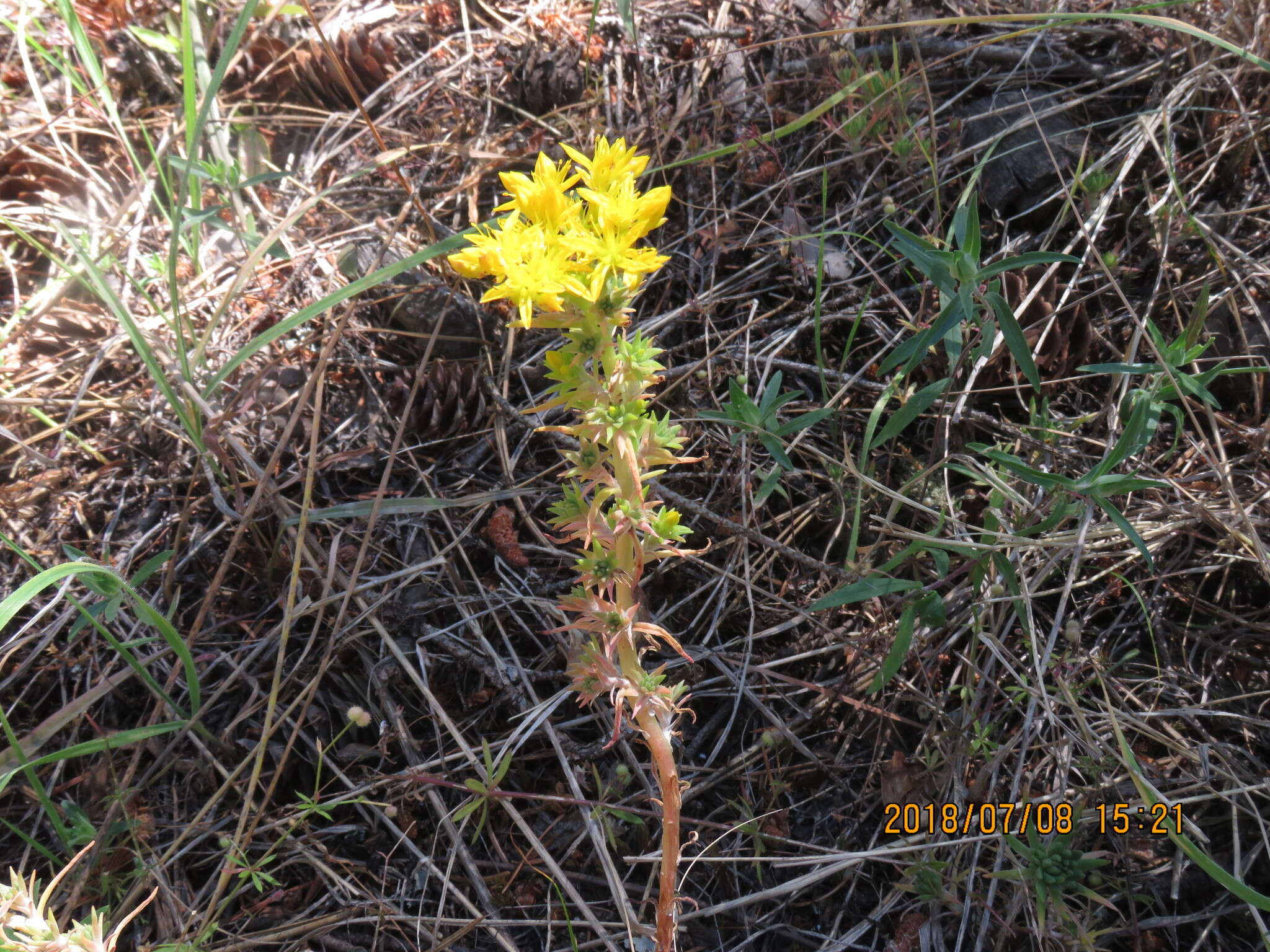 صورة Sedum stenopetalum Pursh