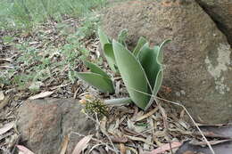 Imagem de Haemanthus humilis Jacq.