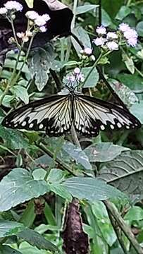 Sivun Ideopsis gaura canlaonii kuva