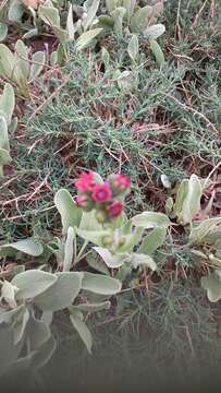 Слика од Cynoglossum montanum L.