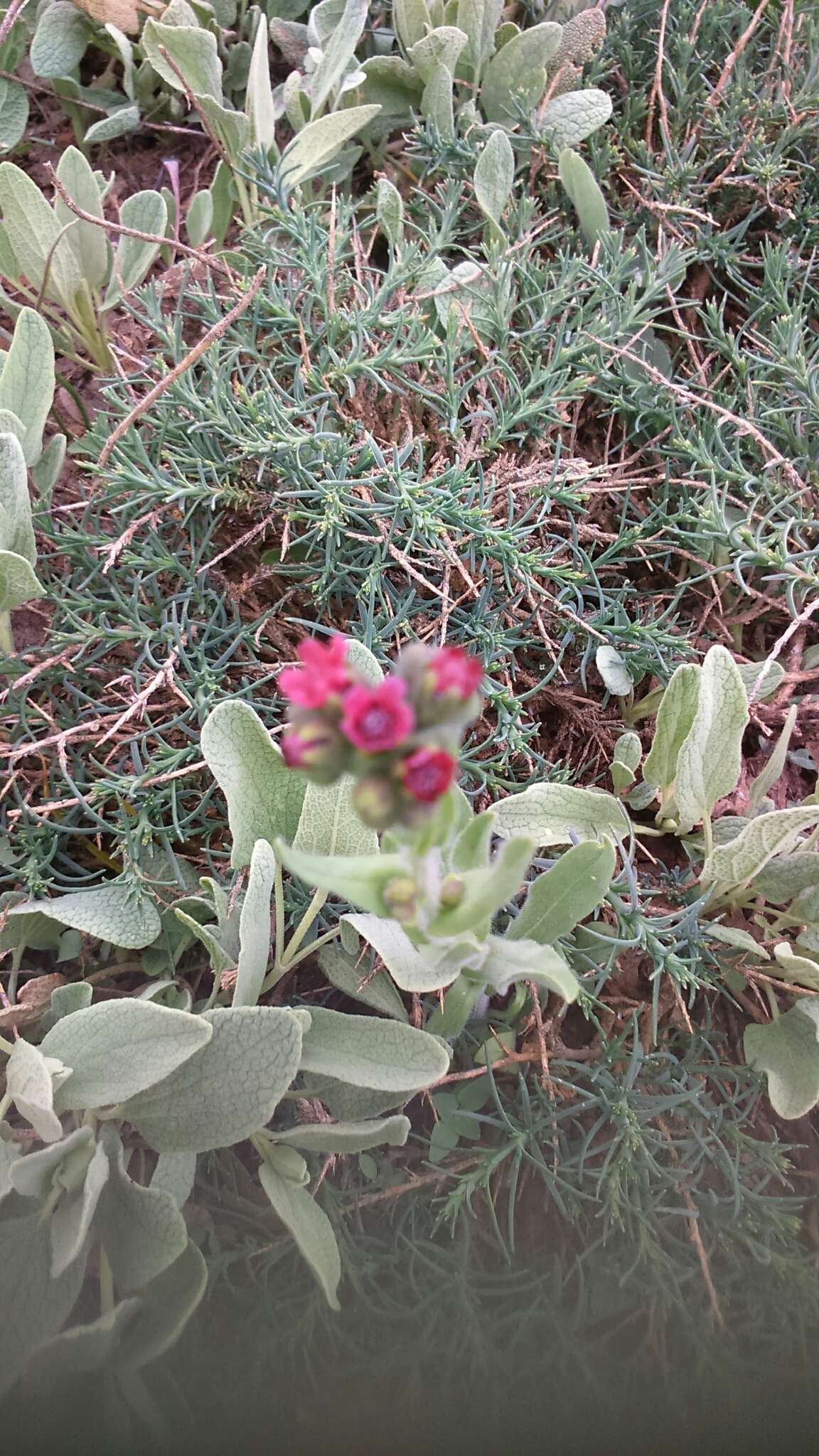 Imagem de Cynoglossum montanum L.