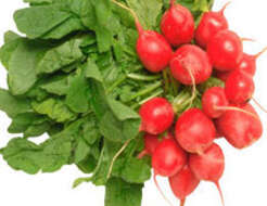 Image of cultivated radish