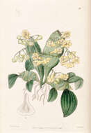 Dendrobium compressum Lindl.的圖片