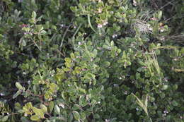 Image of Franciscan manzanita