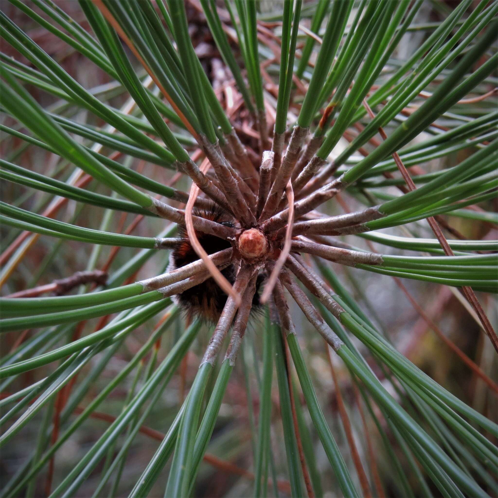 Image of Aztec Pine