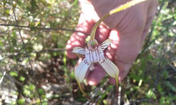 Image of Caladenia splendens Hopper & A. P. Br.