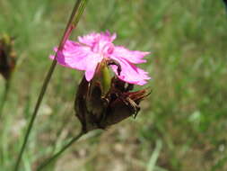 Image of carthusian pink