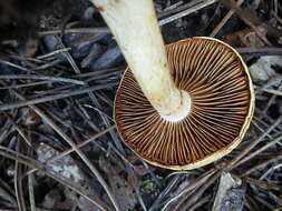 Imagem de Cortinarius delibutus Fr. 1838