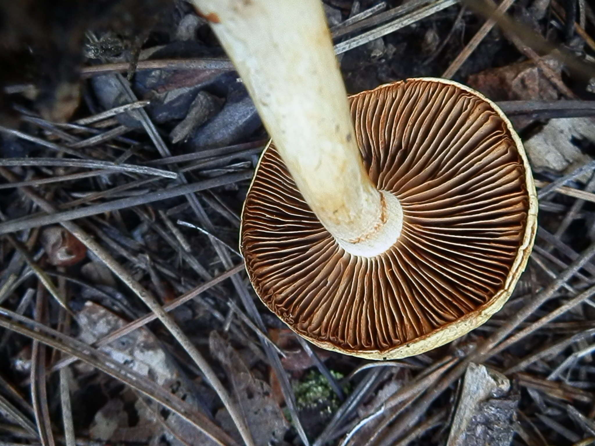 Imagem de Cortinarius delibutus Fr. 1838