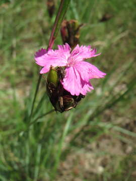 Image of carthusian pink