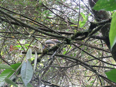 Image of Greyish-throated Toucanet