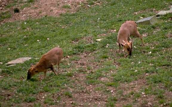 Image of Reeves' Muntjac