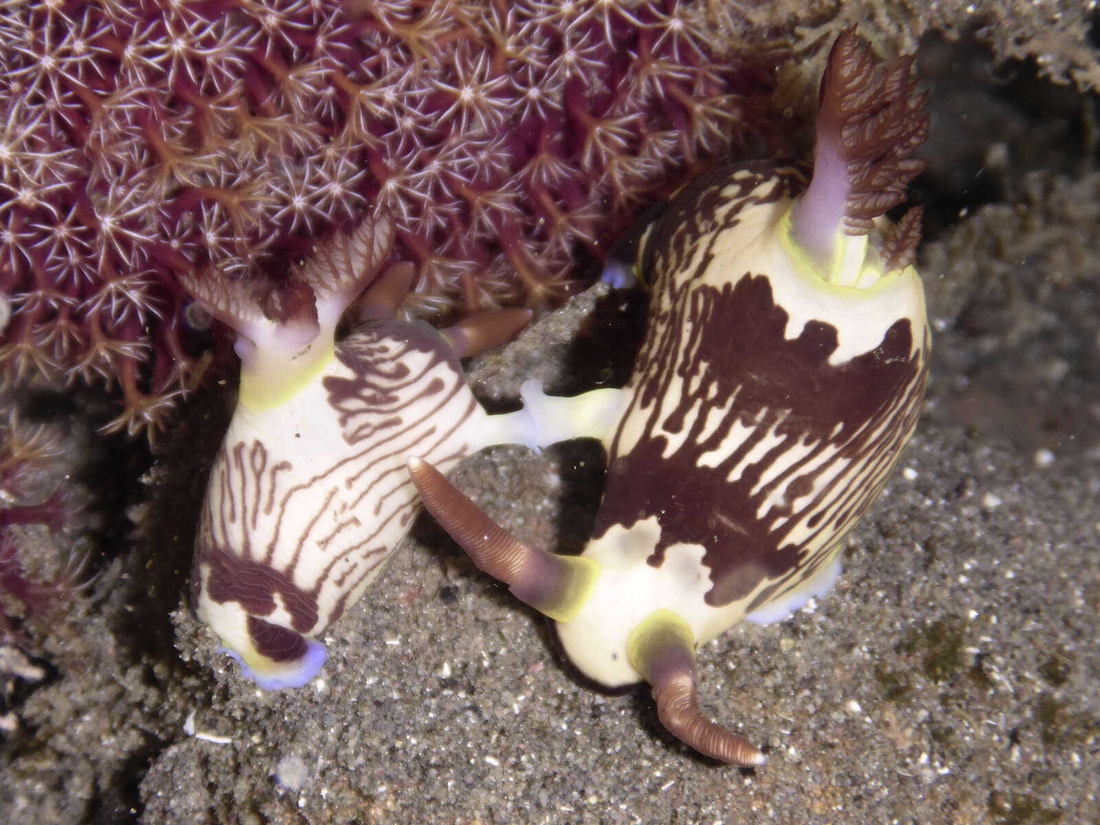 Image of Fine lined slug