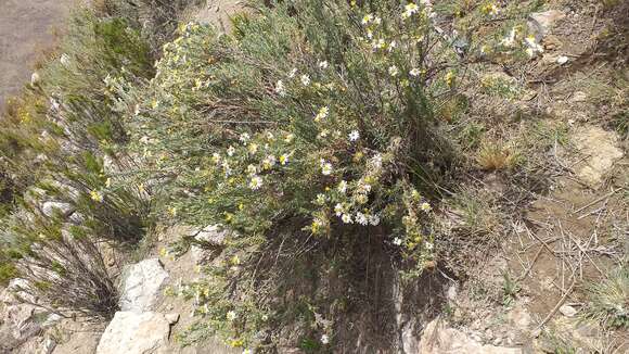 Image de Diplostephium meyenii (Sch. Bip.) Wedd.