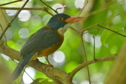 Image of Blue-headed Kingfisher