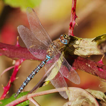 Image of Migrant Hawker