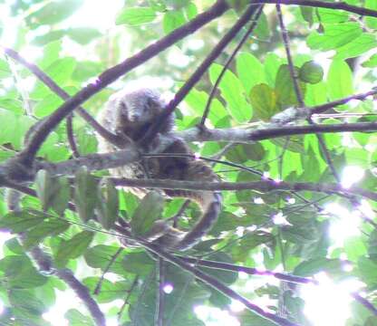 Image of tree pangolin