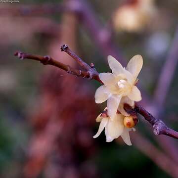 Image de Chimonanthus praecox (L.) Link