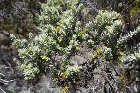 Image of Hubertia tomentosa Bory