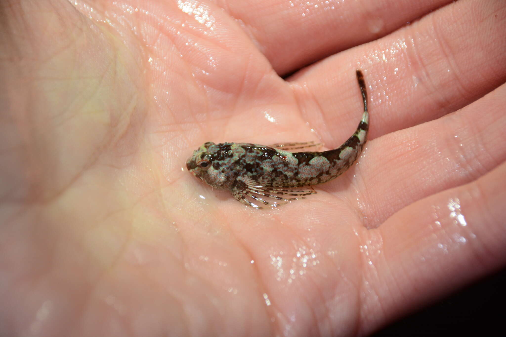 Image of Prickly sculpin