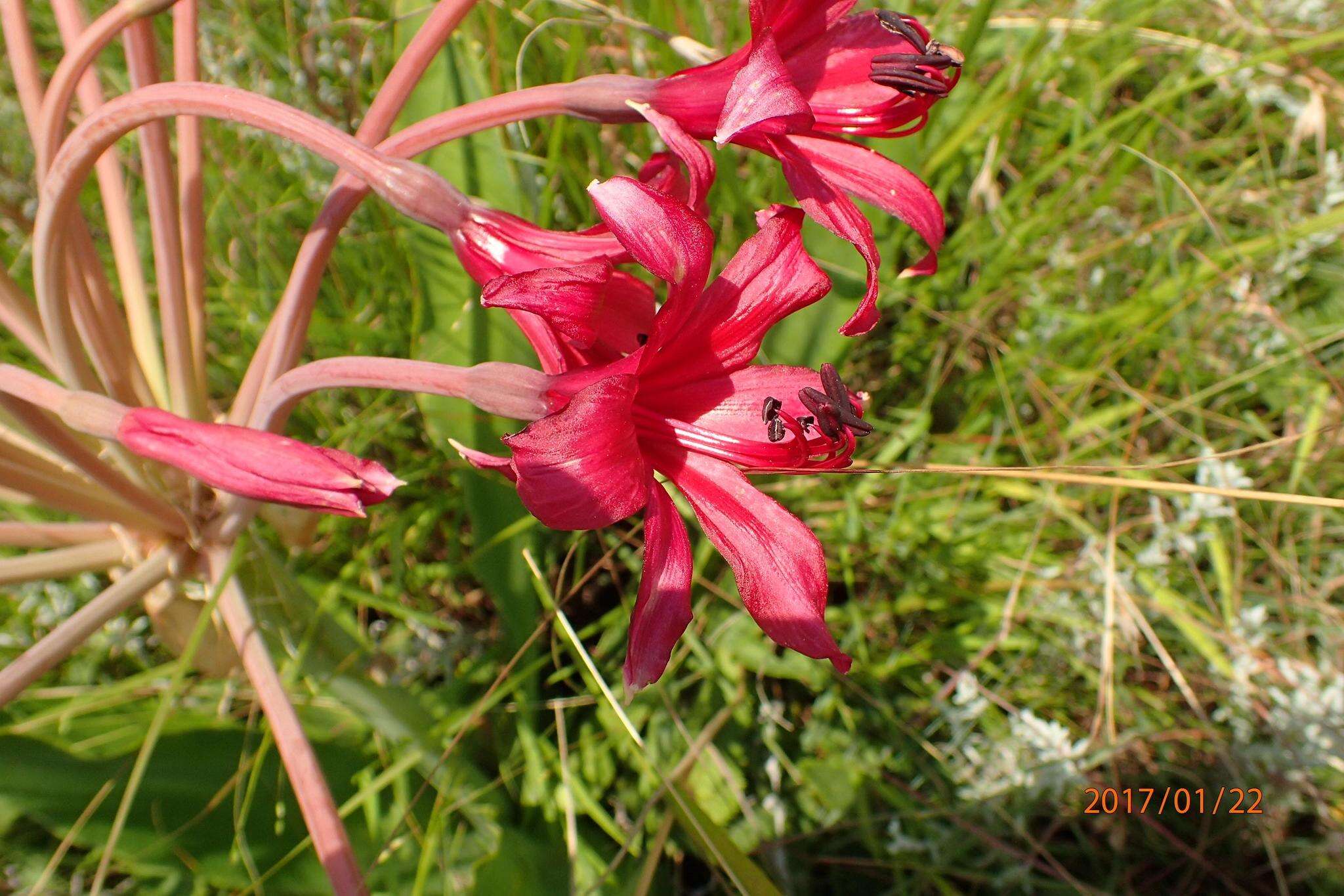 Слика од Brunsvigia undulata F. M. Leight.