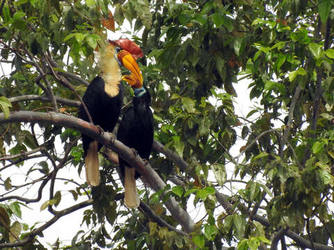 Image of Knobbed Hornbill