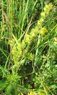 Слика од Veronica austriaca subsp. jacquinii (Baumg.) Eb. Fischer