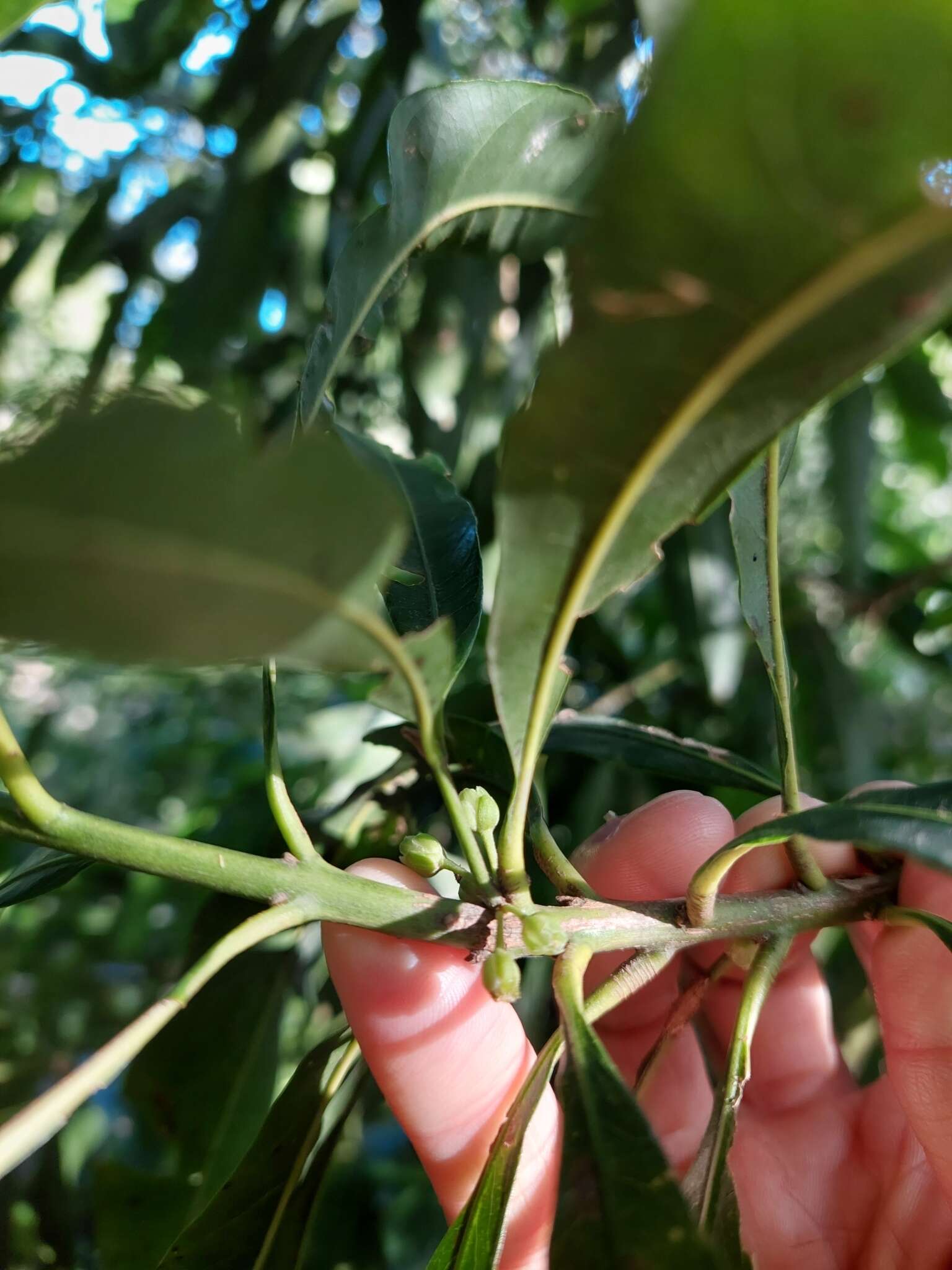 Sivun Pouteria gardneriana (A. DC.) Radlk. kuva