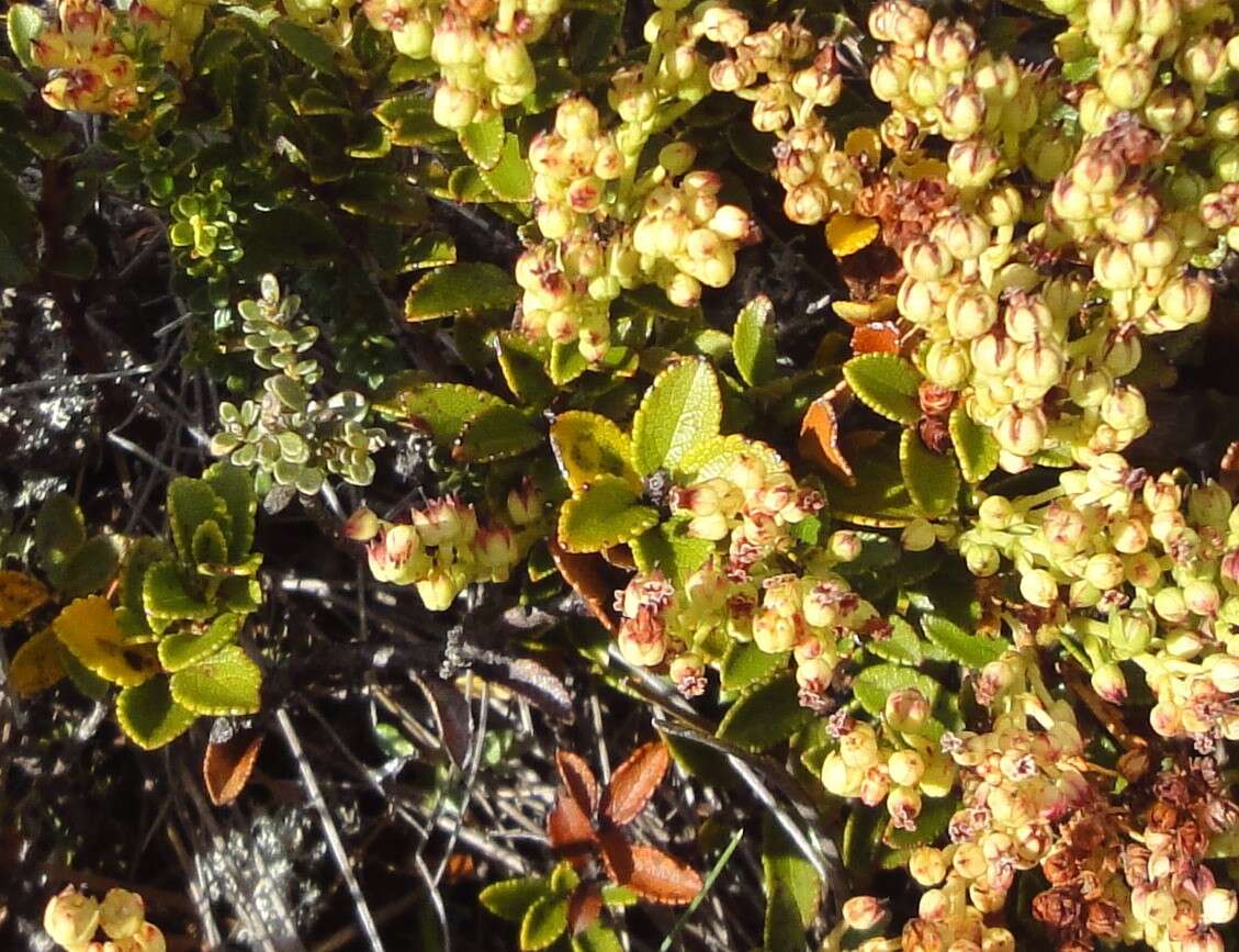 Imagem de Gaultheria crassa Allan