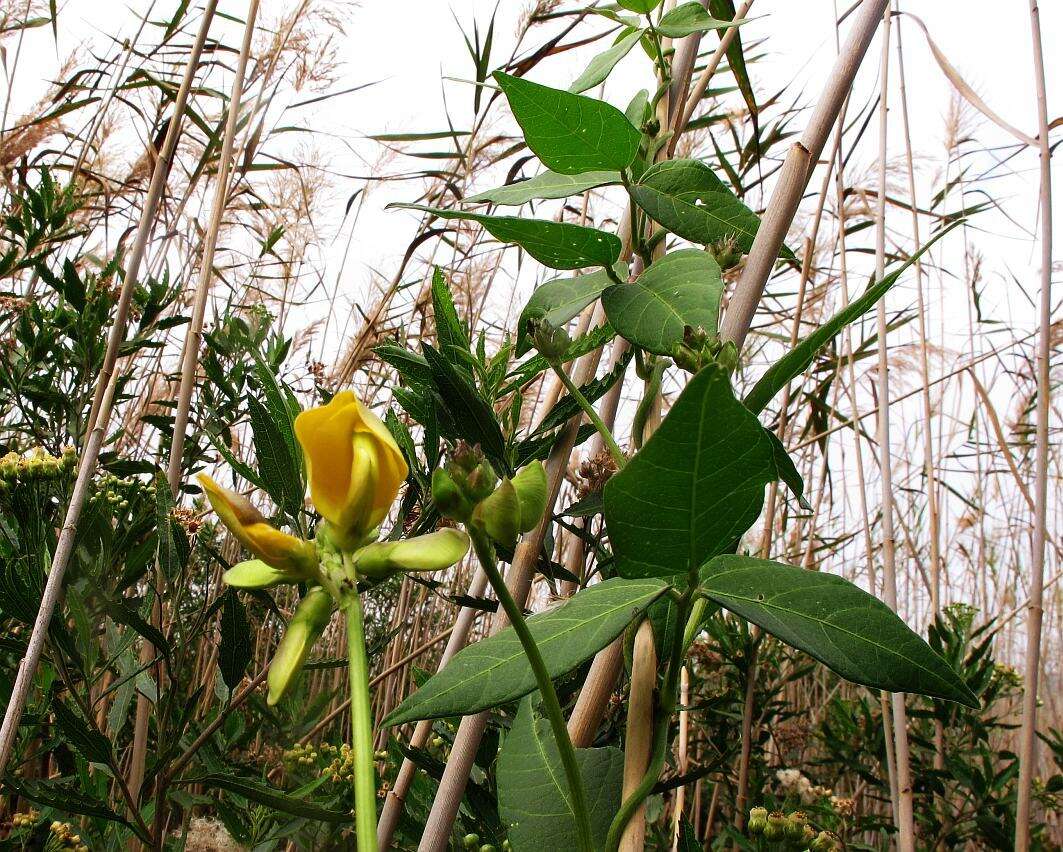 Image of Vigna luteola var. luteola