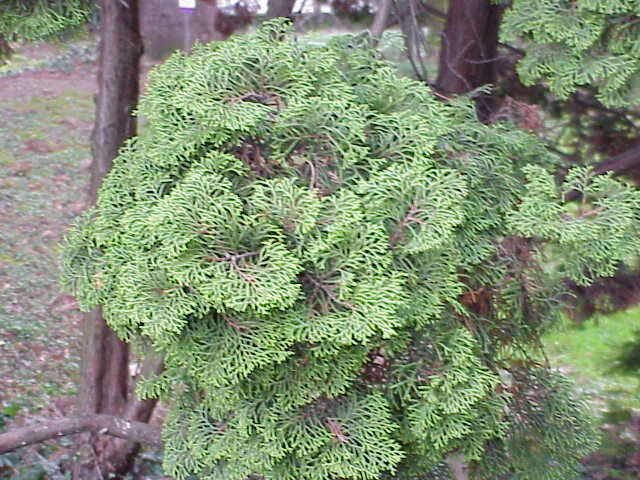 Image of Hinoki Cypress