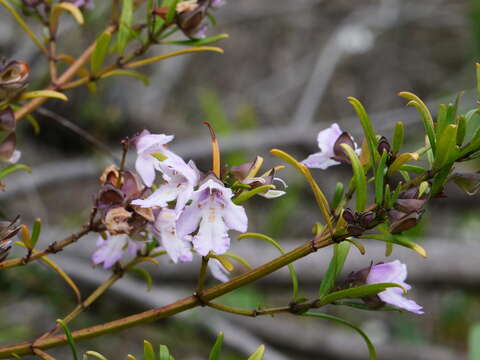 Image of Prostanthera linearis R. Br.