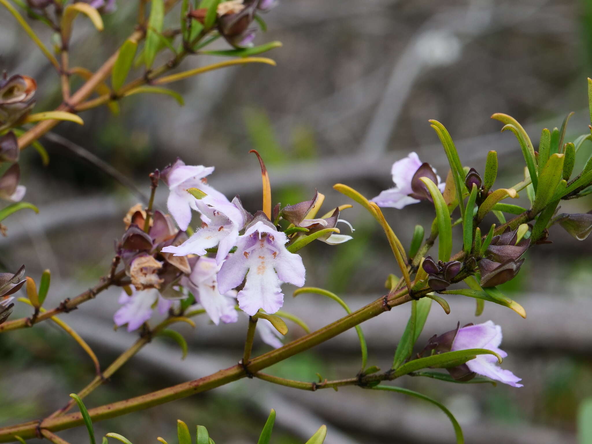 Image of Narrow-leaved Mint-bush