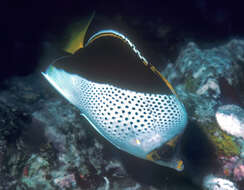 Image of Hawaiian Butterflyfish