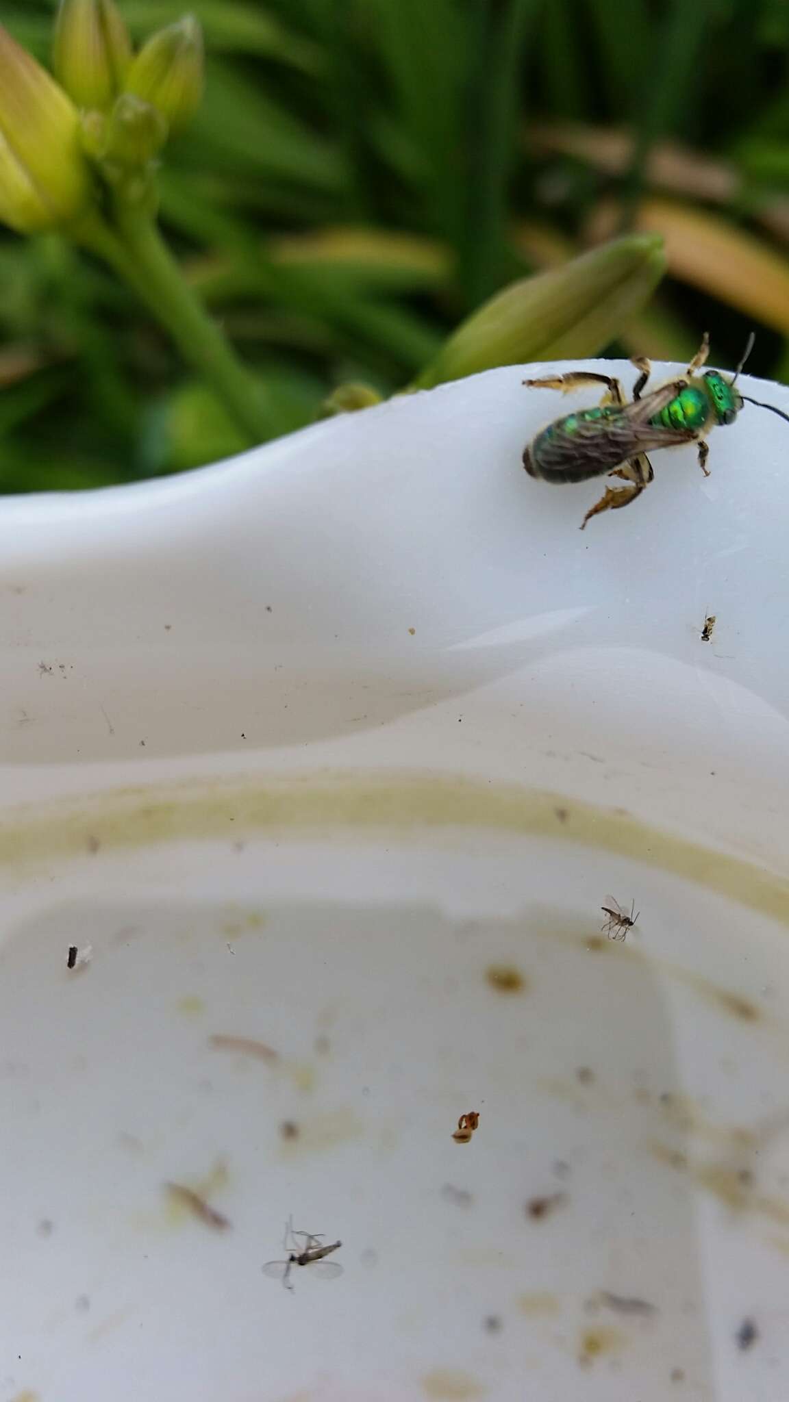 Image of Texas Agapostemon