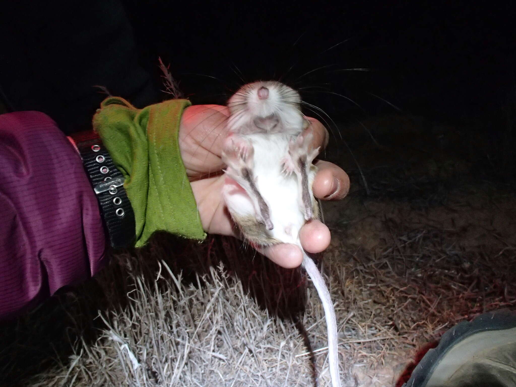 Image of Heermann's kangaroo rat