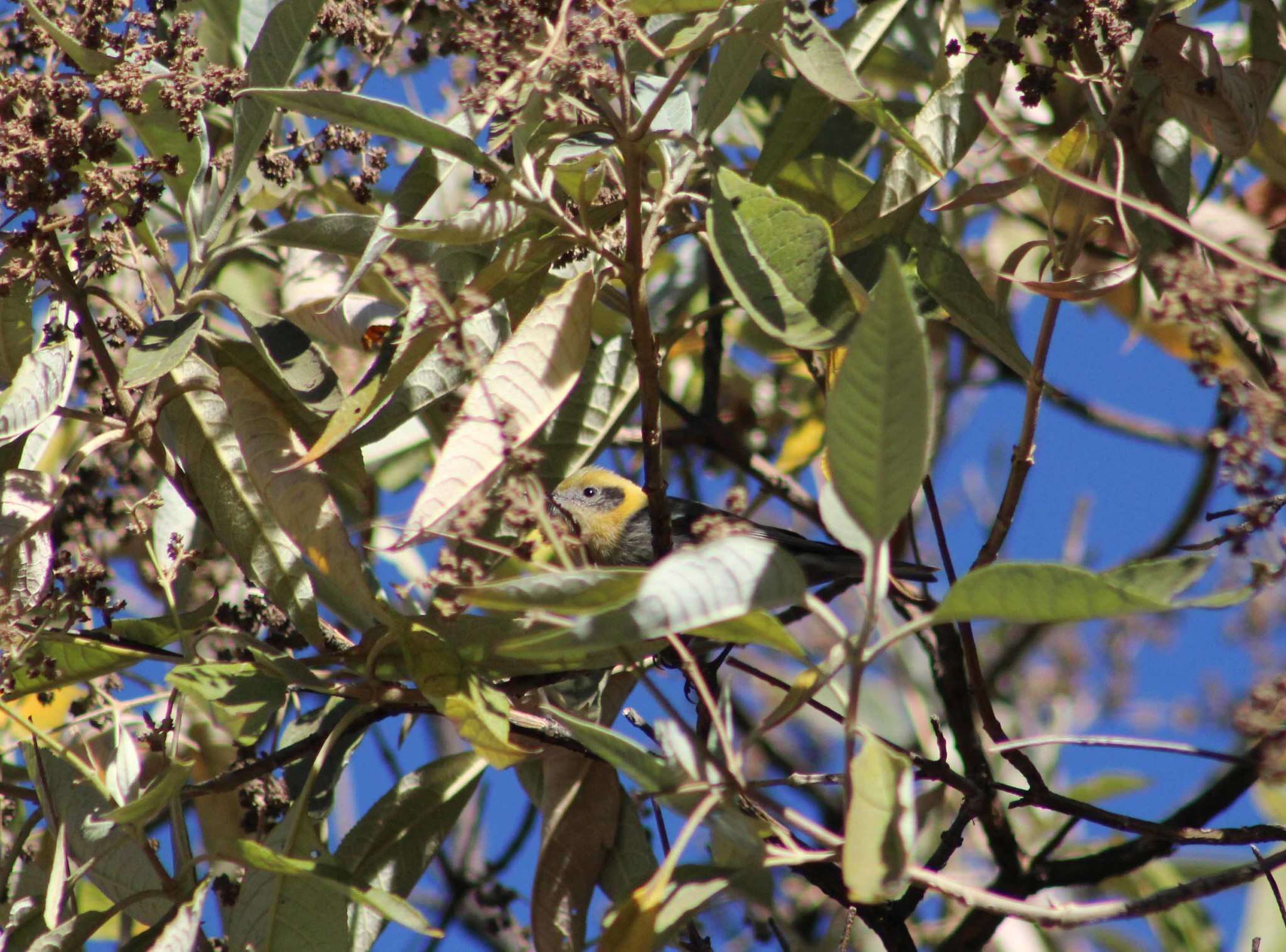 Peucedramus Coues 1875的圖片