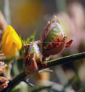 Imagem de Ulex europaeus subsp. europaeus