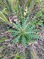 Imagem de Cirsium esculentum (Siev.) C. A. Mey.