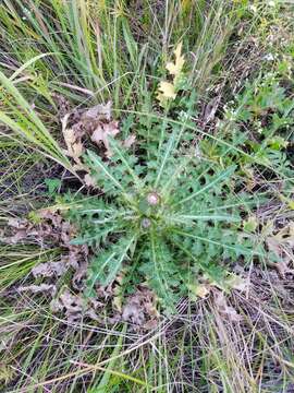 Image of Cirsium esculentum (Siev.) C. A. Mey.