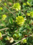 Image of field clover