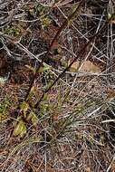 Image of Gentianella stellata Glenny