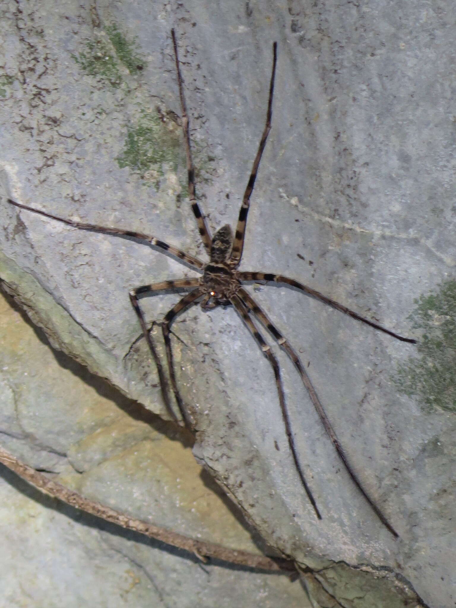 Image of Giant huntsman spider