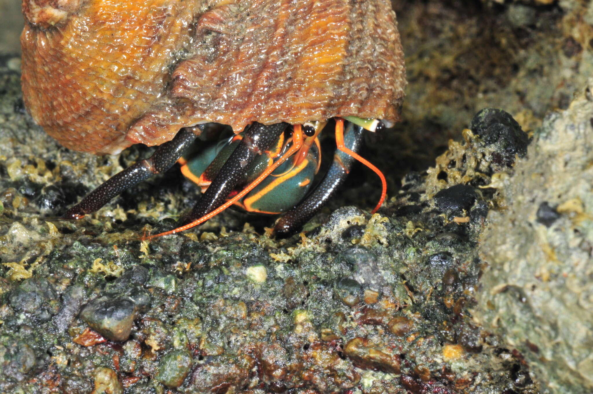 Image of Calcinus obscurus Stimpson 1859