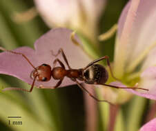 Imagem de Formica obtusopilosa Emery 1893